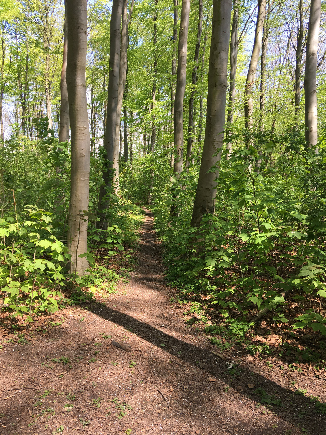 skov1
